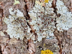 Punctelia bolliana