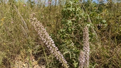 Liatris hesperelegans