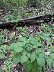 Neolasioptera desmodii