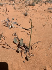 Eriogonum zionis