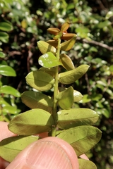 Metrosideros diffusa