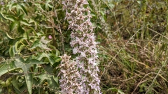 Liatris hesperelegans
