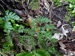 Adiantum cunninghamii