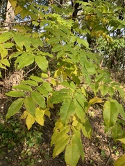 Phellodendron amurense