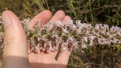 Liatris hesperelegans