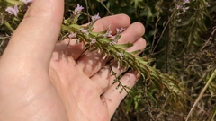Liatris hesperelegans