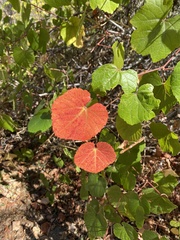 Vitis californica