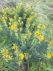 Medicago arborea