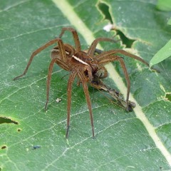 Dolomedes striatus