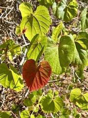 Vitis californica