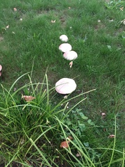 Agaricus campestris