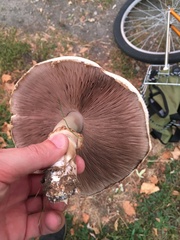 Agaricus campestris