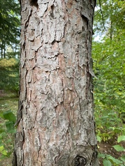 Pinus nigra
