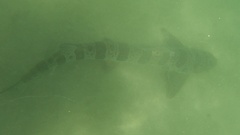 Triakis semifasciata