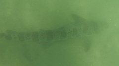 Triakis semifasciata