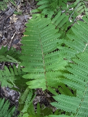 Osmunda claytoniana