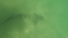 Triakis semifasciata