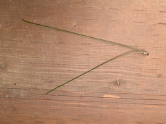 Pinus nigra