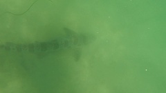 Triakis semifasciata