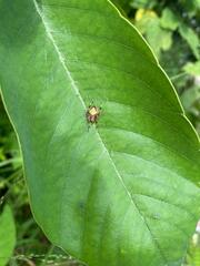 Eriophora