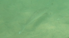 Cortez Bonefish photo 3
