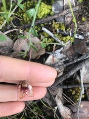 Isotropis cuneifolia