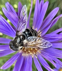 Eristalis dimidiata