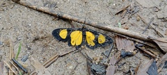 Cyllopoda jatropharia