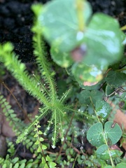Dielsiodoxa lycopodioides