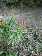 Asclepias tuberosa