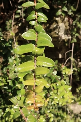 Metrosideros diffusa