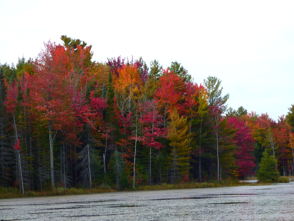 Red maple tree in a landscape