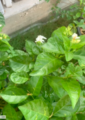 Jasminum
