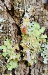 Flavopunctelia soredica
