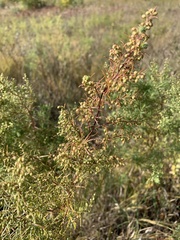 Artemisia dracunculus