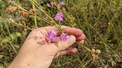 Agalinis fasciculata