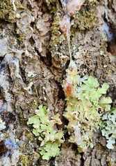 Flavopunctelia soredica