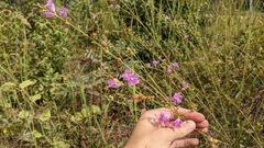 Agalinis fasciculata