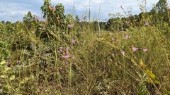 Agalinis fasciculata