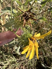 Grindelia integrifolia