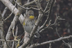 Setophaga coronata auduboni