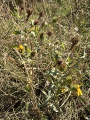 Grindelia integrifolia