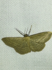 Scopula virgulata