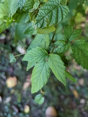 Rubus occidentalis