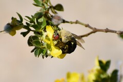 Centris caesalpiniae