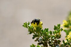 Centris caesalpiniae