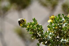 Centris caesalpiniae