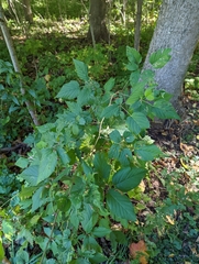 Rubus occidentalis