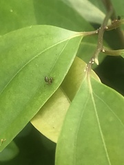 Crematogaster rogenhoferi