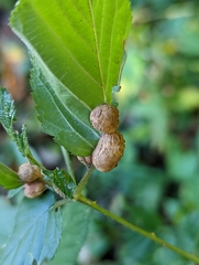 Neolasioptera farinosa